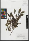 Foto von Salix hastata L.